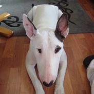 Bullterrier Diva