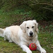 Golden retriever Wudditot (Frida)