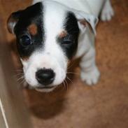 Jack russell terrier Gizmo