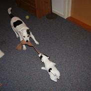 Jack russell terrier Gizmo