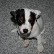 Jack russell terrier Gizmo