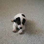 Jack russell terrier Gizmo