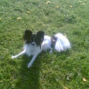 Papillon elvis
