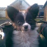 Papillon elvis