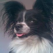 Papillon elvis
