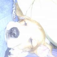 Blanding af racer Princess Lilo