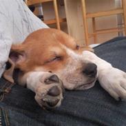 Blanding af racer Princess Lilo