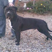 Amerikansk staffordshire terrier Satan