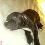 Amerikansk staffordshire terrier Satan