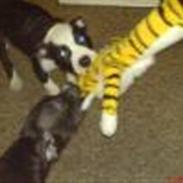 Amerikansk staffordshire terrier Satan