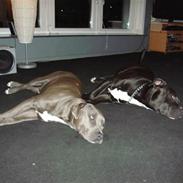 Amerikansk staffordshire terrier Satan