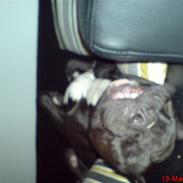 Amerikansk staffordshire terrier Satan