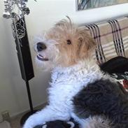 Ruhåret foxterrier Pjevs