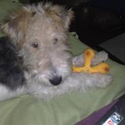 Ruhåret foxterrier Pjevs