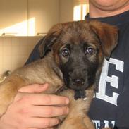 Blanding af racer Laika