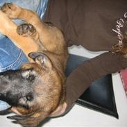 Blanding af racer Laika