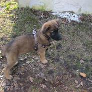 Blanding af racer Laika