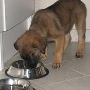 Blanding af racer Laika