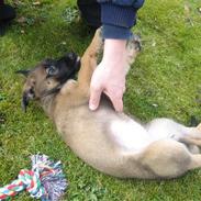 Blanding af racer Laika