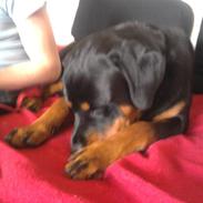 Rottweiler Buller 