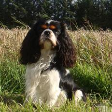 Cavalier king charles spaniel Jobbe