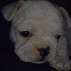 Fransk bulldog Troja