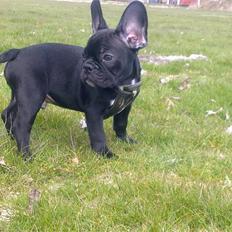 Fransk bulldog Felix