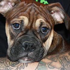 Olde english bulldogge Fenja