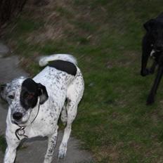 Blanding af racer Romy R.I.P