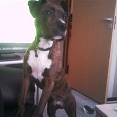 Blanding af racer Yatzy - solgt <3