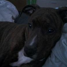 Blanding af racer Yatzy - solgt <3