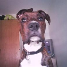 Blanding af racer Yatzy - solgt <3