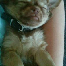 Chihuahua DONNA KARAN