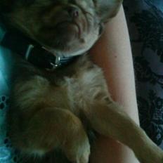 Chihuahua DONNA KARAN