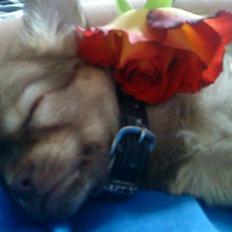 Chihuahua DONNA KARAN