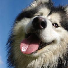 Alaskan malamute Tasja