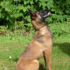 Malinois Mille