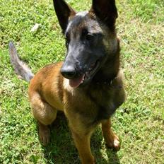 Malinois Mille