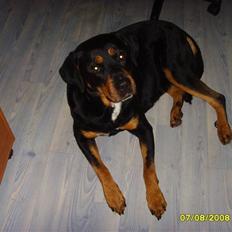 Rottweiler Thai - R.I.P