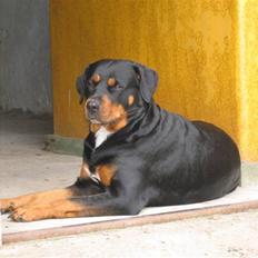 Rottweiler Thai - R.I.P