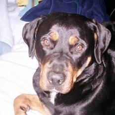 Rottweiler Thai - R.I.P