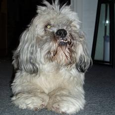 Lhasa apso Bamse - Himmelhund