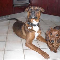 Amerikansk bulldog /Schæfer/Rottweiler ANTON