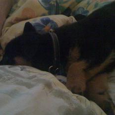 Rottweiler Simba R.I.P