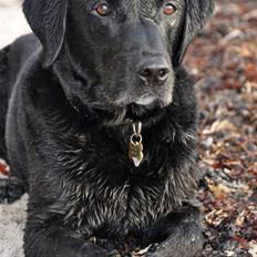 Labrador retriever LP1 Belvedere