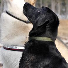 Labrador retriever LP1 Belvedere