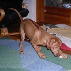 Rhodesian ridgeback zaliwa