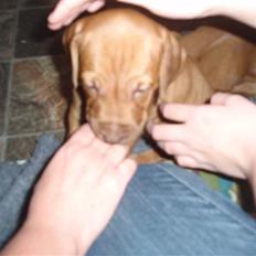 Rhodesian ridgeback zaliwa