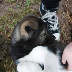 Blanding af racer Molly