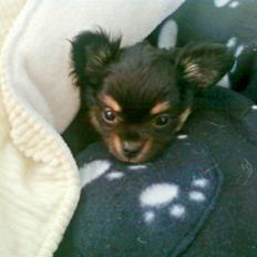 Chihuahua Lady La Luna